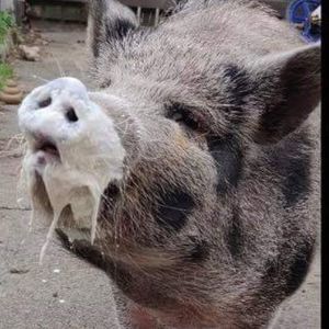 Meet your Posher, Di ann